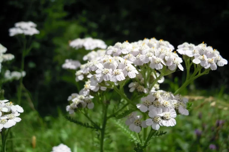 Yarrow Nature's Coagulant Medicine